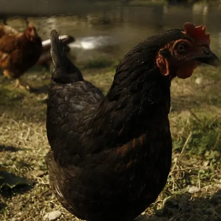 Und Weingut Karlsmuehle Otel Mertesdorf