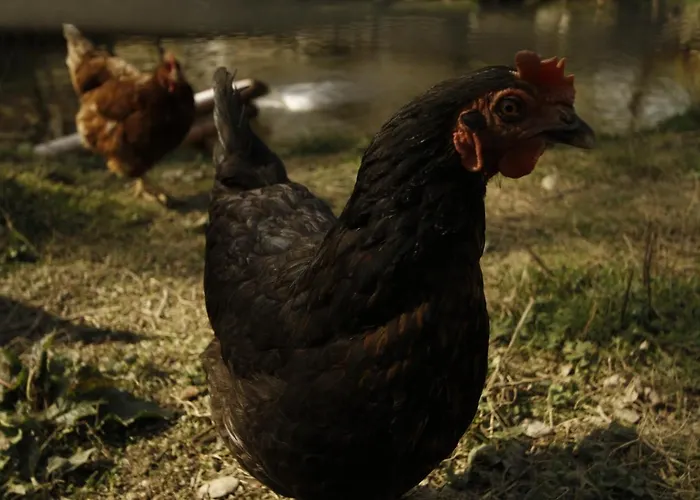 Und Weingut Karlsmuehle מלון Mertesdorf